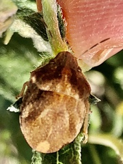 Sphyrocoris obliquus