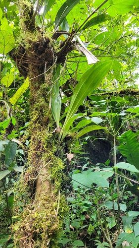Gongora rufescens, photograph 6