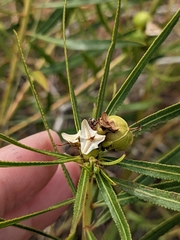 Stillingia texana