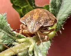 Sphyrocoris obliquus