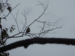 Ptiliogonys cinereus