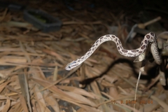 Boiga multomaculata