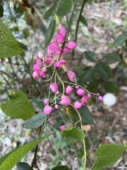 Antigonon leptopus