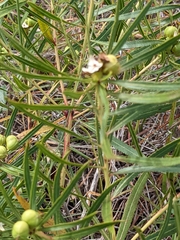 Stillingia texana