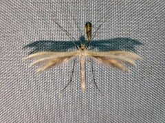 Merrifieldia malacodactyla