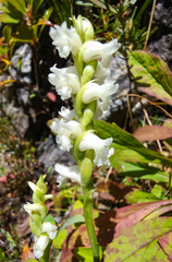 Spiranthes ochroleuca