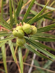 Stillingia texana
