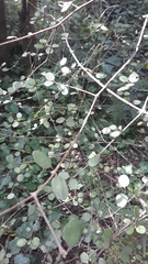 Coprosma crassifolia