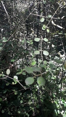 Coprosma crassifolia