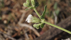 Mirabilis laevis retrorsa