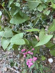 Antigonon leptopus