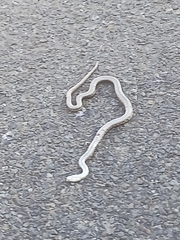 Pituophis catenifer deserticola