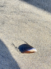 Mytilus californianus