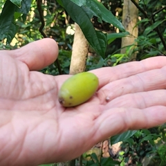 Burseraceae
