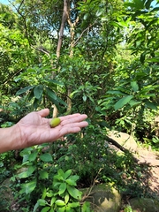 Burseraceae