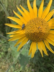 Tomentgaurotes batesi