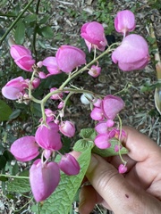 Antigonon leptopus