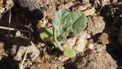 Sphaeralcea ambigua