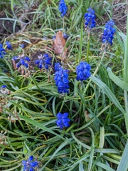Muscari armeniacum