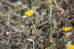 Helminthotheca echioides