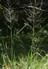 Coleataenia rigidula