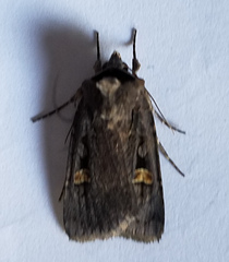 Adelphagrotis indeterminata