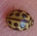 Tytthaspis sedecimpunctata