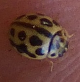 Tytthaspis sedecimpunctata