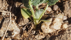 Sphaeralcea ambigua