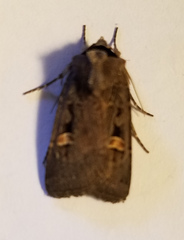 Adelphagrotis indeterminata