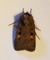 Adelphagrotis indeterminata