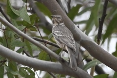 Oreoscoptes montanus