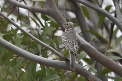 Oreoscoptes montanus