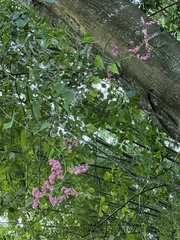Antigonon leptopus