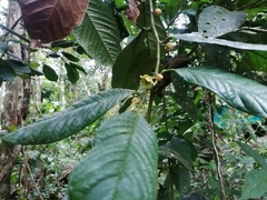 Annonaceae