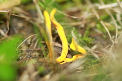 Clavulinopsis helvola
