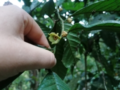 Annonaceae