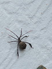 Acanthocephala terminalis