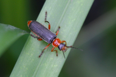 Cantharis pellucida