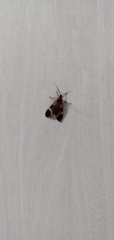 Dycladia
