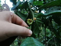 Annonaceae