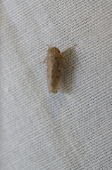 Curtara insularis