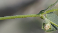 Mirabilis laevis retrorsa