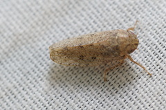 Curtara insularis