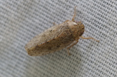 Curtara insularis