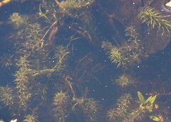 Hydrilla verticillata