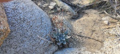 Dudleya arizonica
