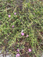 Agalinis heterophylla