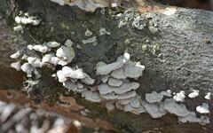 Trametes pubescens