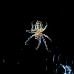 Alpaida veniliae